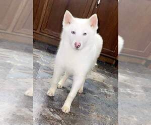 Siberian Husky Puppy for sale in SANDY HOOK, KY, USA