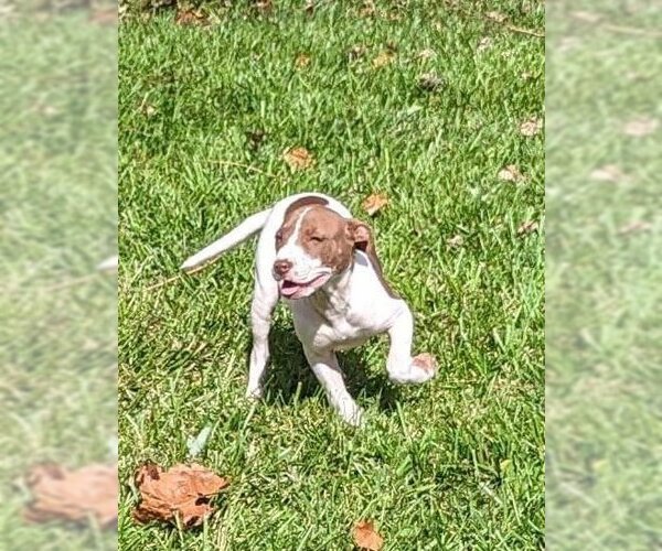 Medium Photo #1 American Pit Bull Terrier-Unknown Mix Puppy For Sale in Portland, IN, USA
