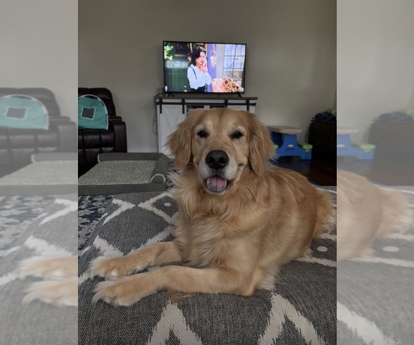 Medium Photo #1 Golden Retriever Puppy For Sale in ROCK HILL, SC, USA