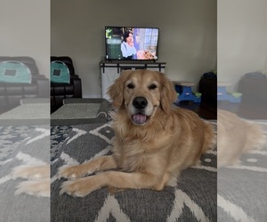 Mother of the Golden Retriever puppies born on 07/22/2025