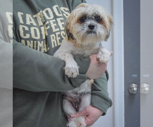 Medium Photo #3 Shih Tzu Puppy For Sale in Huntley, IL, USA