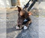 Small Photo #2 Labrador Retriever-Staffordshire Bull Terrier Mix Puppy For Sale in Missouri City, TX, USA