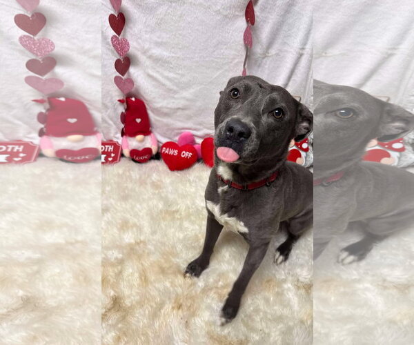 Medium Photo #18 American Pit Bull Terrier-Labrador Retriever Mix Puppy For Sale in Germantown, OH, USA