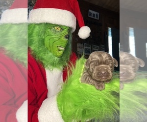 Labrador Retriever Puppy for sale in NEOLA, WV, USA