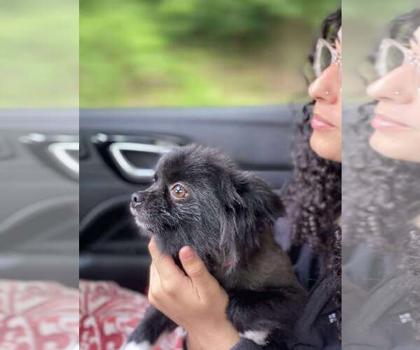 Medium Photo #2 Pomeranian Puppy For Sale in Lewistown, PA, USA