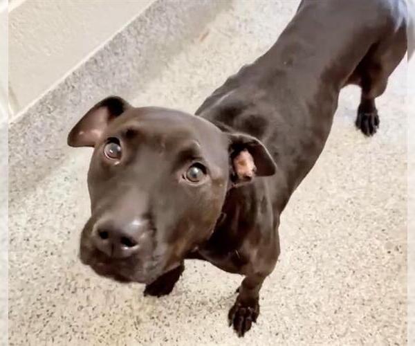 Medium Photo #2 American Pit Bull Terrier-Unknown Mix Puppy For Sale in Houston, TX, USA