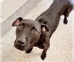 Small #1 American Pit Bull Terrier Mix