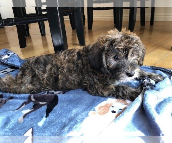Medium Photo #12 YorkiePoo Puppy For Sale in AMERICAN FORK, UT, USA
