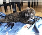 Small Photo #12 YorkiePoo Puppy For Sale in AMERICAN FORK, UT, USA