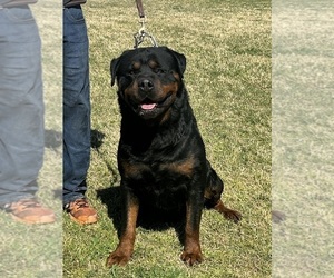 Father of the Rottweiler puppies born on 03/24/2025