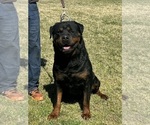 Small Photo #1 Rottweiler Puppy For Sale in AVONDALE, AZ, USA