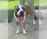 Small #3 American Pit Bull Terrier Mix