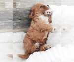 Small Photo #7 Cavapoo Puppy For Sale in CARLISLE, KY, USA