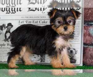 Cavapoo Puppy for sale in BEL AIR, MD, USA