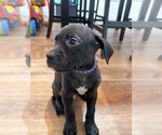 Puppy Purple Pup American Bandogge mastiff