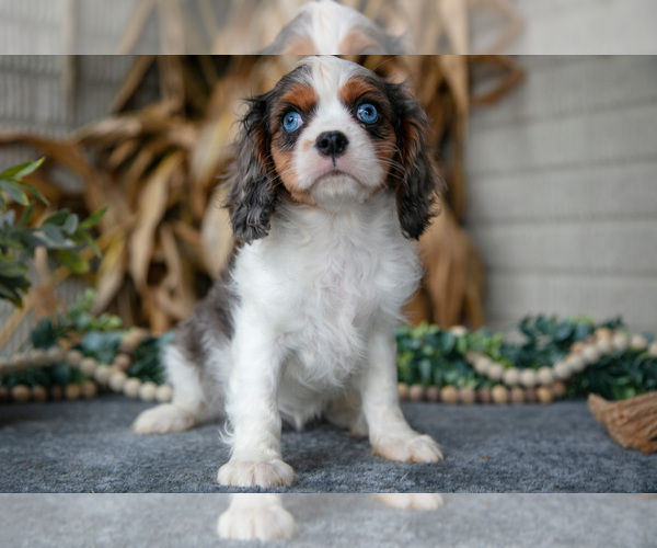 Medium Photo #3 Cavalier King Charles Spaniel Puppy For Sale in MILLERSBURG, OH, USA
