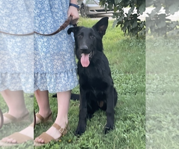 Medium Photo #3 German Shepherd Dog Puppy For Sale in WACO, TX, USA