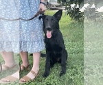 Small #2 German Shepherd Dog