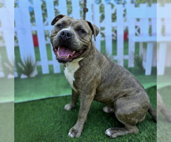 Medium Photo #2 Mutt Puppy For Sale in Long Beach, CA, USA