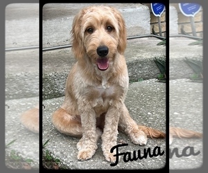 Mother of the Goldendoodle (Miniature) puppies born on 05/23/2025