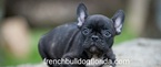 Small French Bulldog