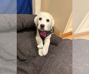 Labrenees Dogs for adoption in Holly Springs, NC, USA