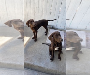 German Shorthaired Lab Dogs for adoption in LIMON, CO, USA