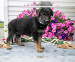 Small #2 German Shepherd Dog