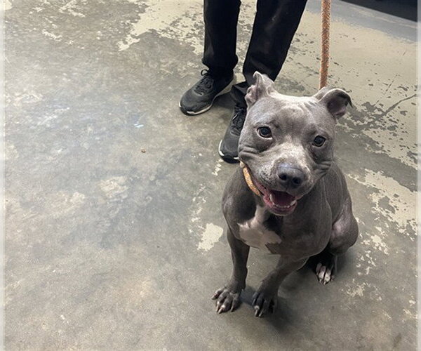 Medium Photo #1 American Staffordshire Terrier Puppy For Sale in Tallahassee, FL, USA