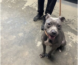 American Staffordshire Terrier Dogs for adoption in Tallahassee, FL, USA