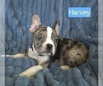 Small #1 Faux Frenchbo Bulldog
