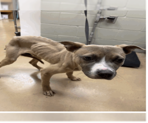 Tiger - Female Staffordshire Bull Terrier-Unknown Mix Dog for Adoption - Photo #5