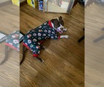 Small #7 American Pit Bull Terrier Mix
