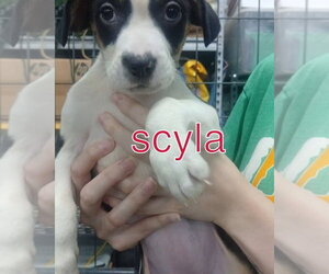 Mutt Dogs for adoption in Evansville, IN, USA