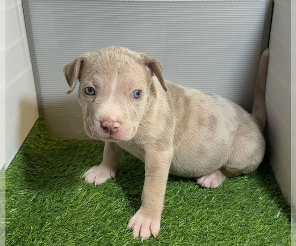 Medium Photo #11 American Bully Puppy For Sale in PERRIS, CA, USA