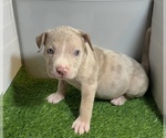 Small #10 American Bully