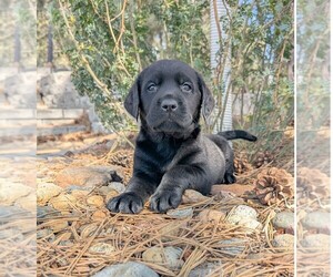 Labrador Retriever Puppy for Sale in FORT COLLINS, Colorado USA