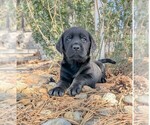 Small Labrador Retriever
