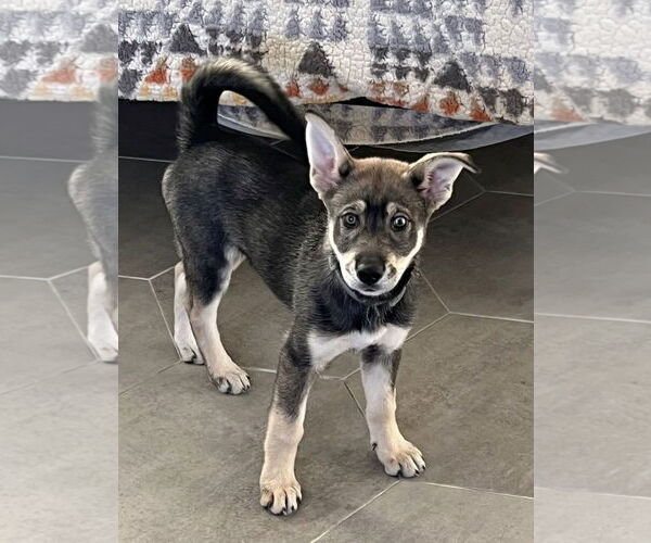 Medium Photo #7 Siberian Husky-Unknown Mix Puppy For Sale in Dana Point, CA, USA