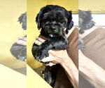 Small #8 Shih Tzu
