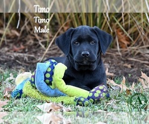 Labrador Retriever Puppy for Sale in BRIDGEWATER, Virginia USA