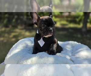 Medium French Bulldog