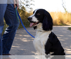 Mother of the English Springer Spaniel puppies born on 02/27/2025