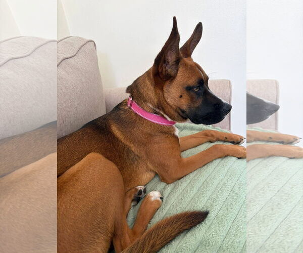 Medium Photo #4 Boxer-Unknown Mix Puppy For Sale in New London, WI, USA