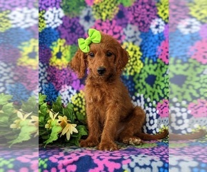 Goldendoodle (Miniature) Puppy for sale in GLEN ROCK, PA, USA
