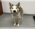 Small #1 Siberian Husky