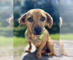 Small #3 Chihuahua Mix