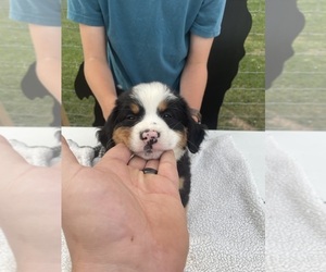 Bernese Mountain Dog Puppy for sale in ARGONNE, WI, USA