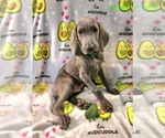 Puppy Green Weimaraner