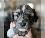 Puppy Rose Miniature Australian Shepherd-Poodle (Standard) Mix